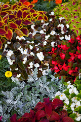 red and green leaves