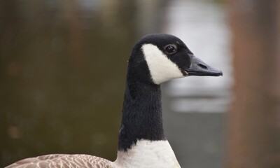 Closeup of head and neck of Canada goose