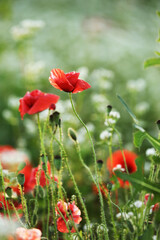 Field of Corn Poppy Flowers Papaver rhoeas in Spring