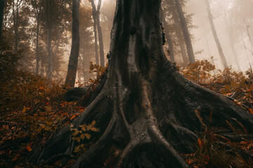 wet tree roots in forest with fog