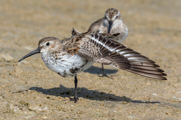 Dunlin stretching wings