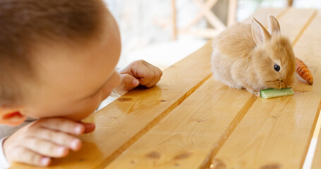 baby boy watching curiously how a small brown pet rabbit eating cucumber