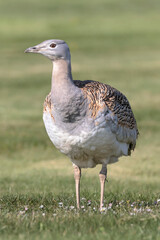 Female Great Bustard