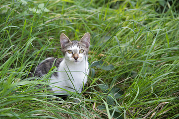 Small white gray cat in the park looking in the camera.