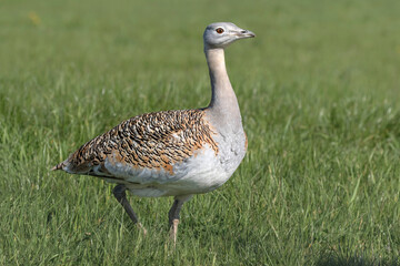 Female Great Bustard