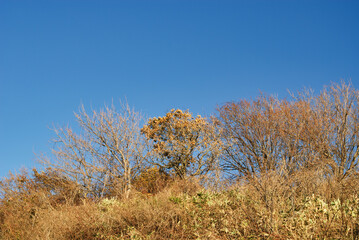 木　草　冬　素材