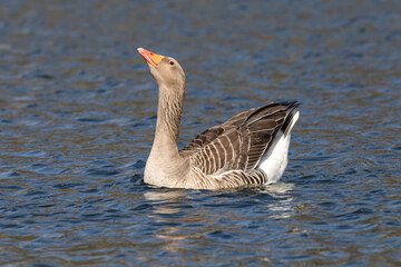 Fototapeta premium Greylag Goose displaying