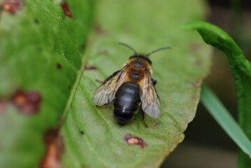 bee on a green leaf