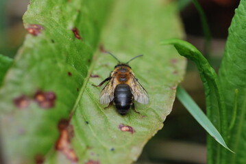 bee on a green leaf