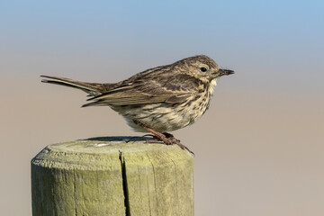 Meadow Pipit on singing post
