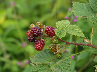 Closeup of wild blackberries ripening on a branch in a hedgerow in summer