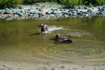 Obraz na płótnie Canvas Weimaraner dog swimming in the river