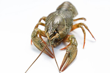 river lobster or crayfish on white background