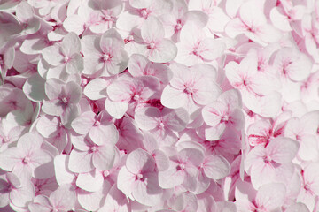 Beautiful hydrangea floral background in pink colors. Horizontal image. Top view.