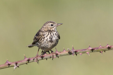 Meadow Pipit