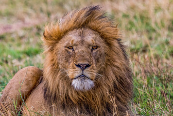The King