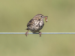 Meadow Pipit with grub