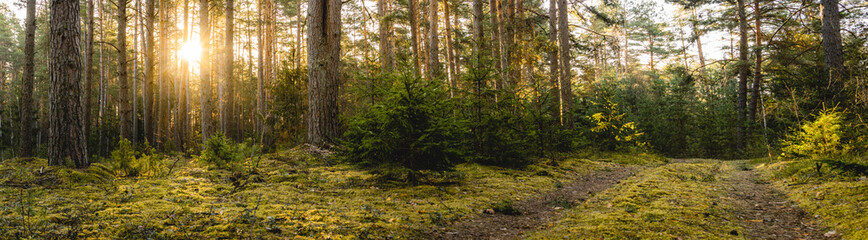 A wide panorama of the forest during a sunrise in the Baltics, Europe