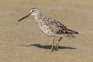 Short billed Dowitcher