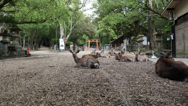 A herd of deer relaxes in front of Kasuga Taisha Shrine as tourists decline, photographed in Nara, Japan, under the declaration of a coronavirus emergency on May 13, 2020.