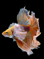 Siamese betta fighting fish with main color of yellow white and blue swim on dark background. Concept of aggressive animal and appear to show strong power.