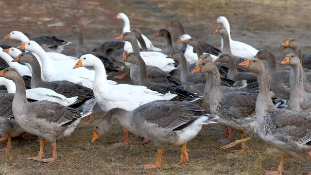Group of white and gray geese in a meadow on summer day. Domestic geese walking in a flock in a meadow. Close up shot. Concept of animal husbandry