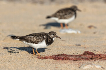 Turnstone scavenging on a seal placenta 