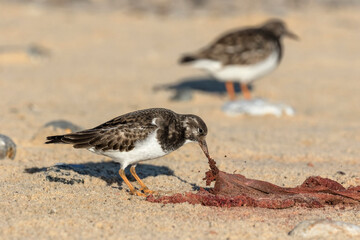 Turnstone scavenging on a seal placenta 