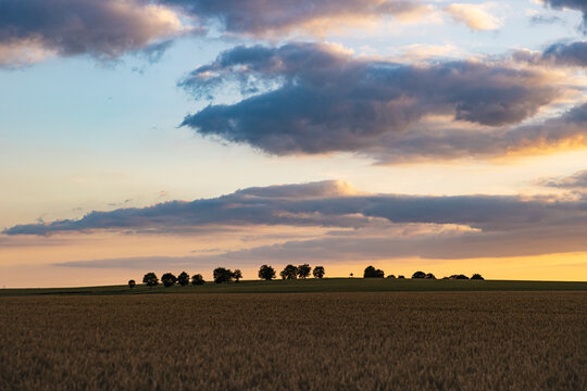 Landscape photo across field of wheat at sunset