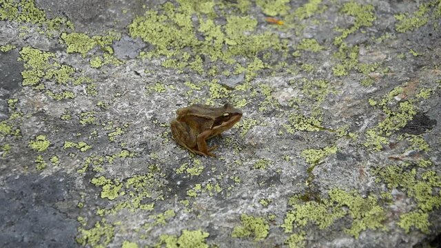 European common frog sitting on the stone and jumping away