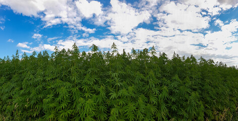 canabis on marijuana field farm sativa weed hemp hash plantation panorama
