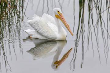 American White Pelican with fabulous reflection