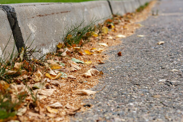 Small yellow leaves lie along the concrete curbs on the paved road.