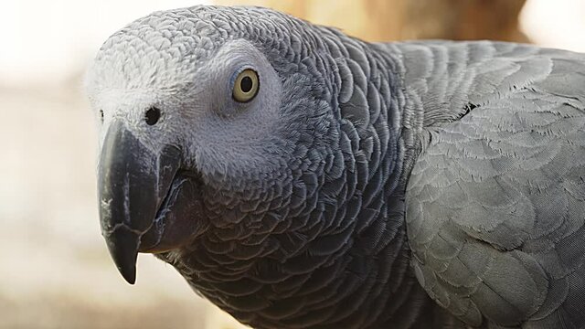 Close up of African gray parrot