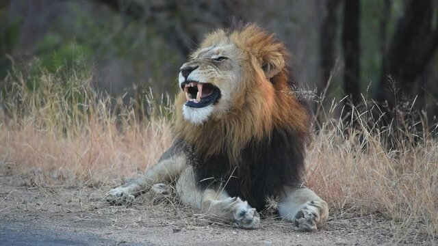 A wide shot of a beautiful male Lion resting next to the road and yawning in Kruger National Park. - Powered by Adobe