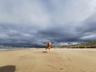 A dog plays with a ball on an empty beach