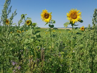 field of sunflowers