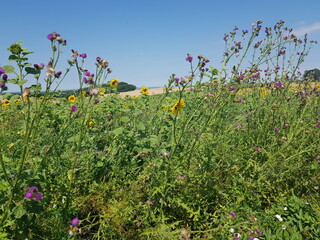 Thistle, landscape
