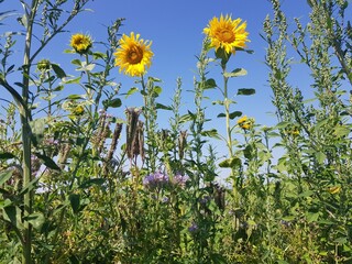 field of sunflowers
