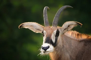 Foto op Plexiglas Portrait Roan antelope with green background © denisapro