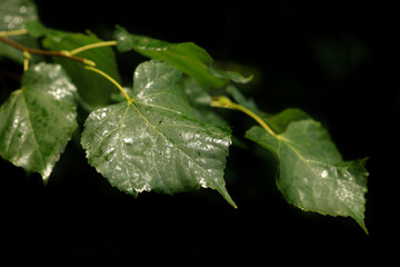 Green leaves on black background