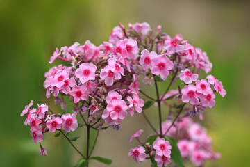 Fototapeta premium Pink flowers in summer garden