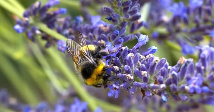 bee eating lavender nectar in slow motion