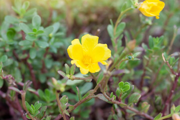 Beautiful yellow portulaca flower bloom in garden with sunlight in the morning.