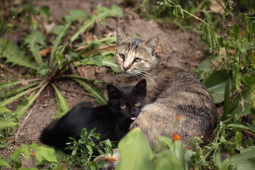 Cat and kitten on nature background
