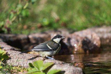 Cute thirsty juvenile great tit bird sitting at the edge of a natural looking birdbath with open...