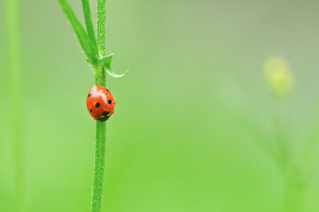 Ein roter Marienkäfer mit schwarzen Punkten sitzt an einem grünen Stängel isoliert in grüner Wiese, Coccinellidae
