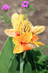 Obraz premium bright beautiful flowers in botanical garden