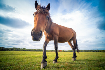 Obraz premium A young wild horse / foal in the New Forest National Park, Hampshire, UK 