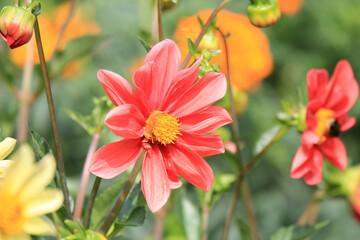 Obraz premium bright beautiful flowers in botanical garden